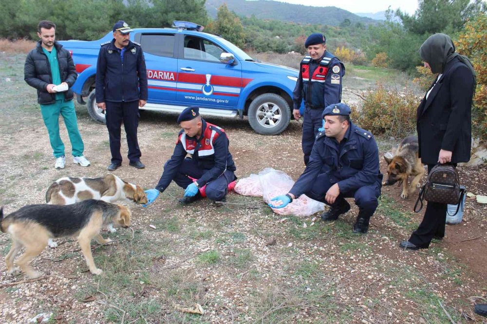 Sokak hayvanlarını elleriyle beslediler