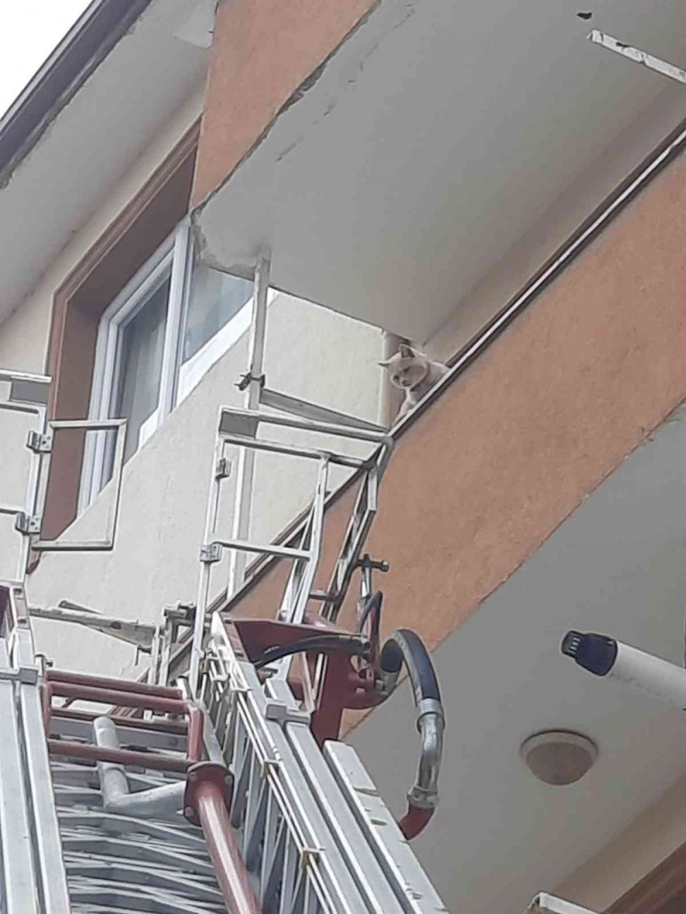 Balkonda mahsur kalan kediyi itfaiye ekipleri kurtardı
