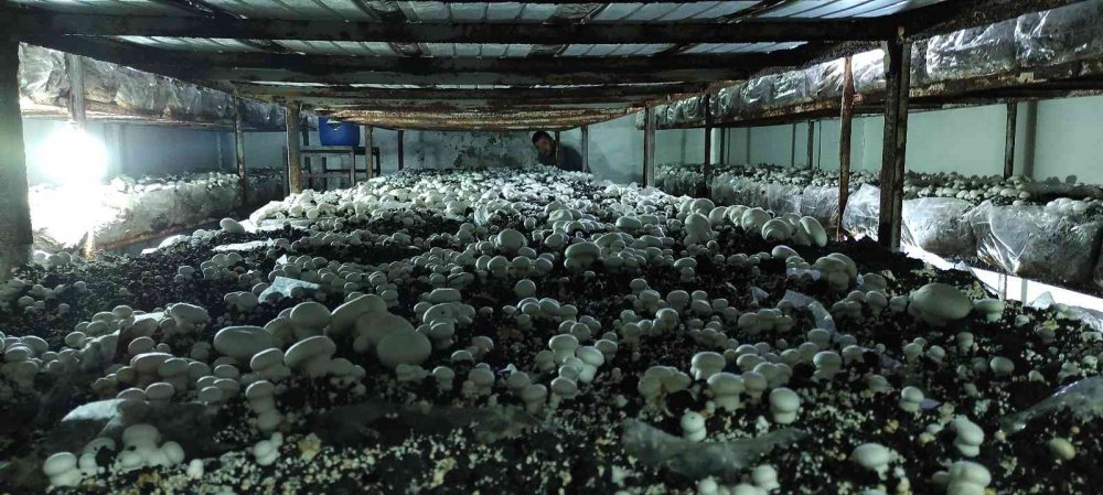 Köye üretim üssü kurdu, şehrin mantar ihtiyacını karşılıyor