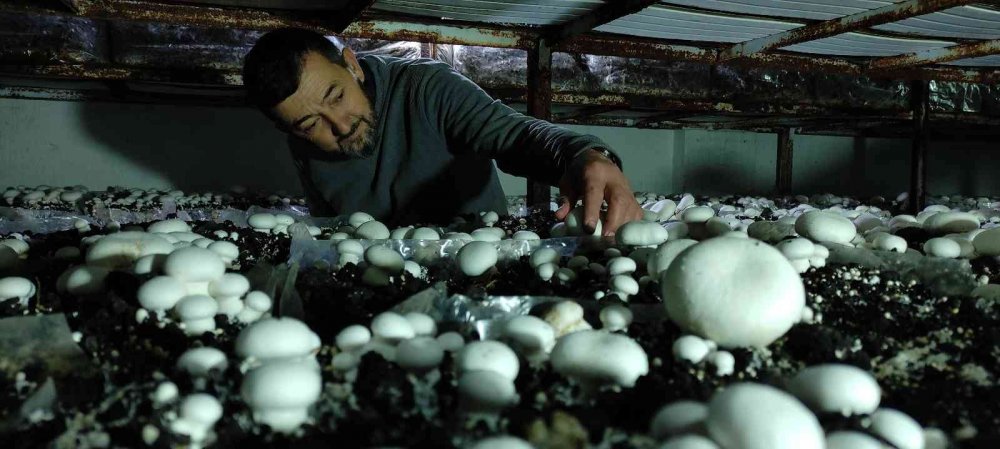 Köye üretim üssü kurdu, şehrin mantar ihtiyacını karşılıyor