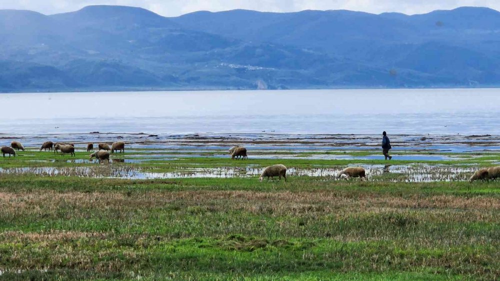 Suları çekilen İznik Gölü’nde artık koyunlar otluyor