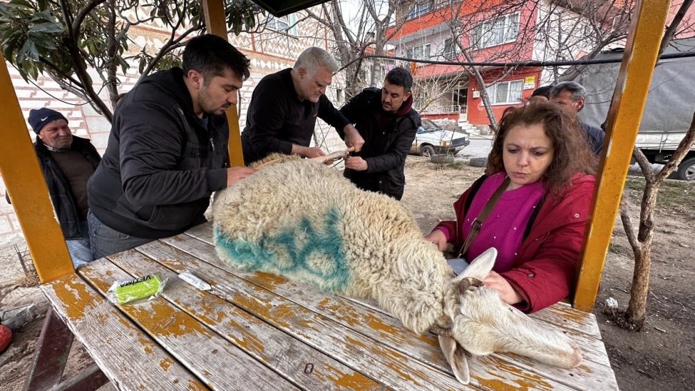Bacağı kırılan koyuna sanayide aparat yaptılar