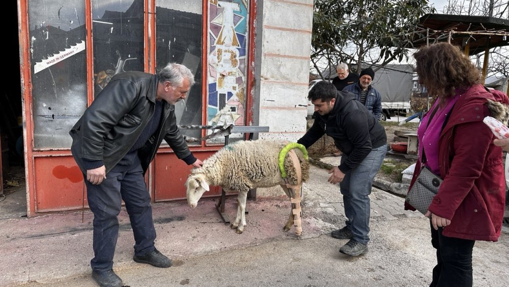 Bacağı kırılan koyuna sanayide aparat yaptılar