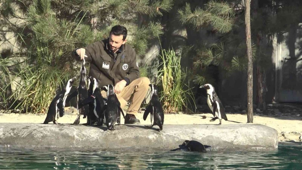 Dünya Penguen Günü’nde sardalya sürprizi