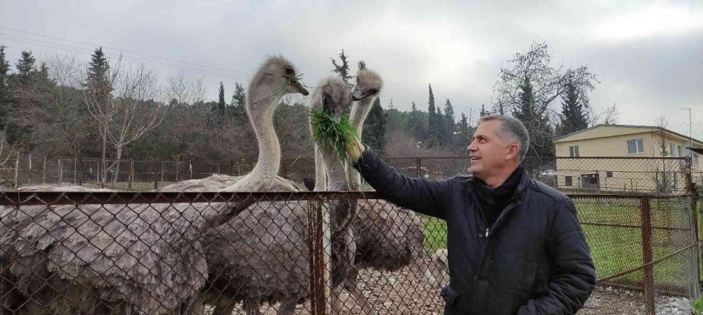 Deve kuşları mevsimleri karıştırdı kışın yumurtlamaya başladı