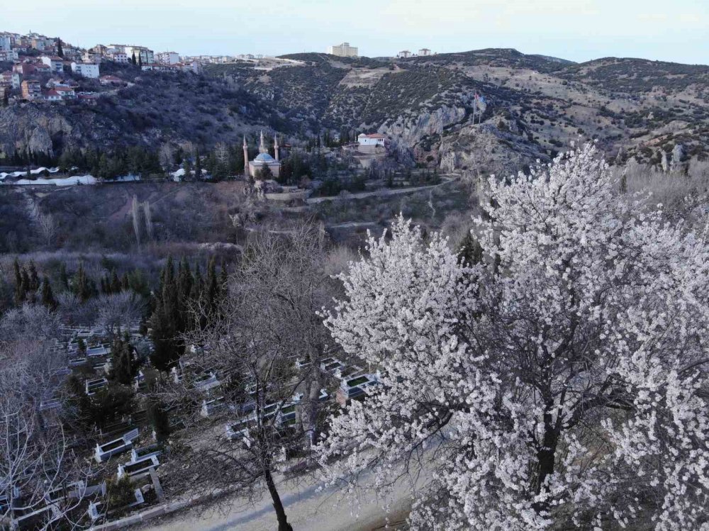 Badem ağaçları çiçek açtı