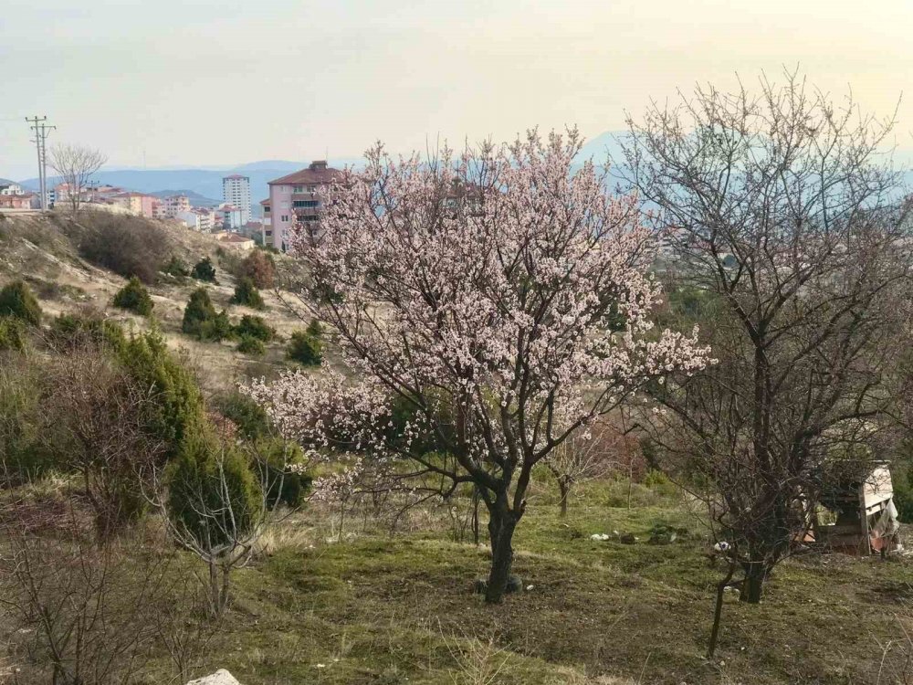 Badem ağaçları çiçek açtı