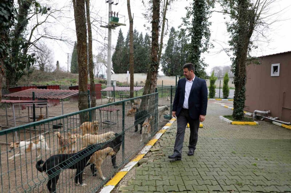 Depremzede hayvanların yeni yuvası: Akyazı