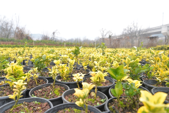 her-yil-yuzbinlerce-bitki-uretiliyor2.jpg