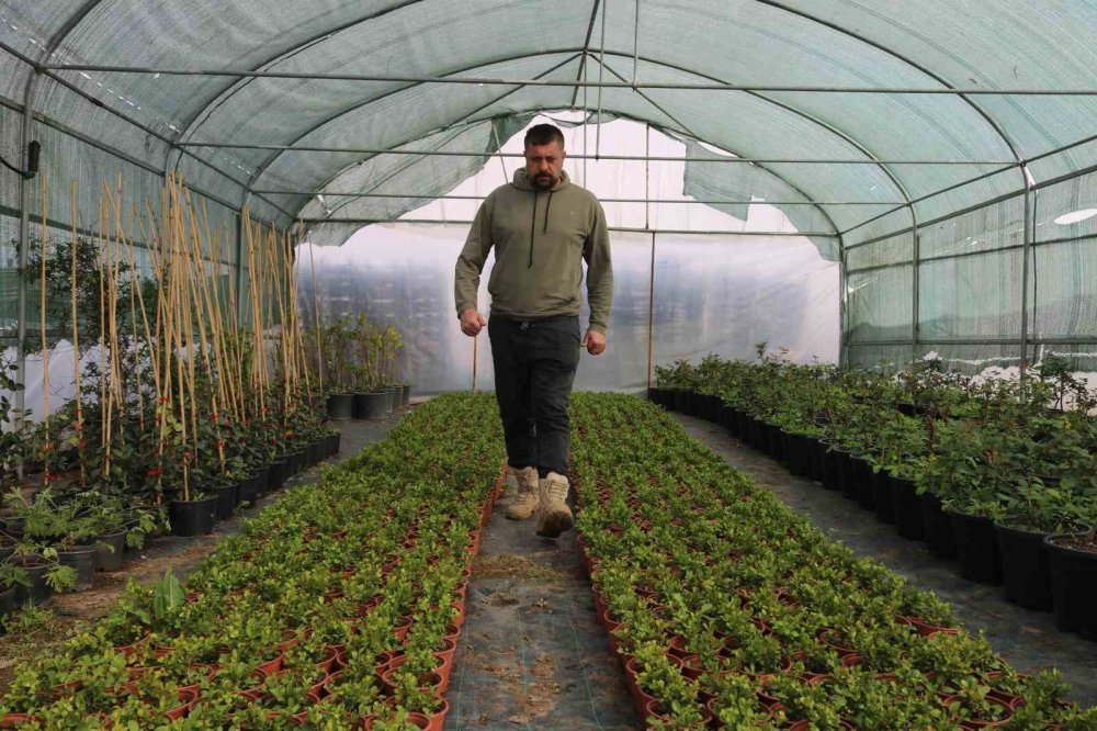 Vatandaşların fide ve bitkilere ilgisi arttı