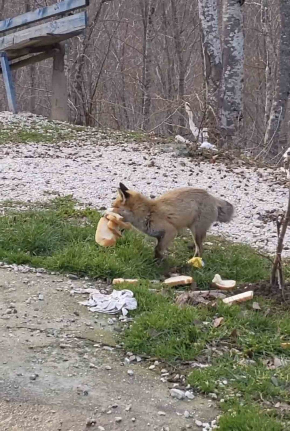 Önlerine çıkan tilkiyi beslediler