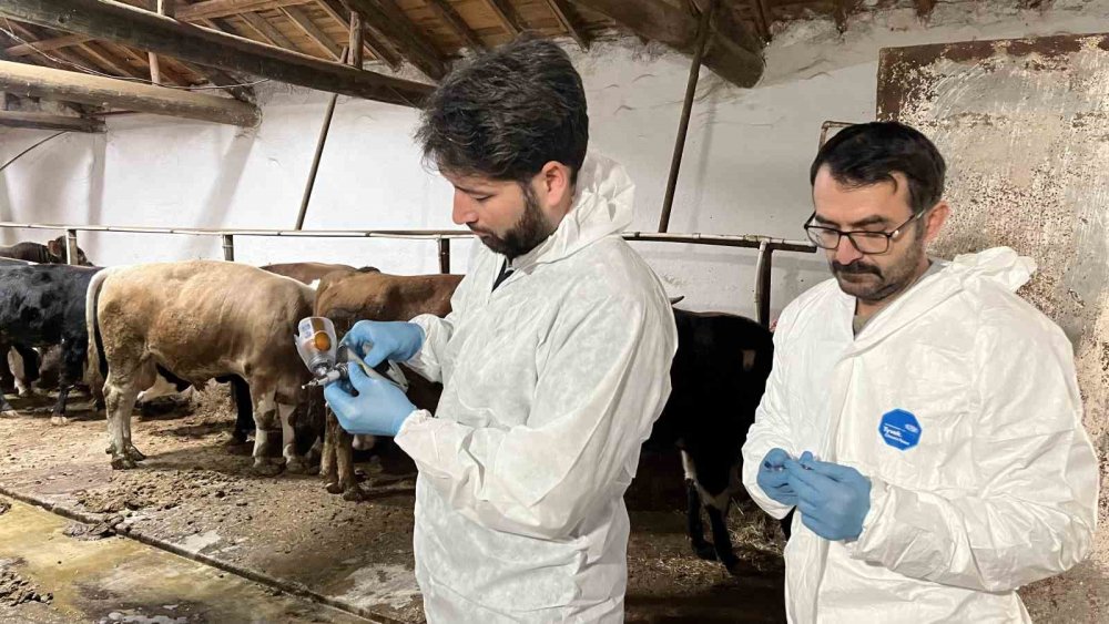 Şap hastalığına karşı ekipler sahada