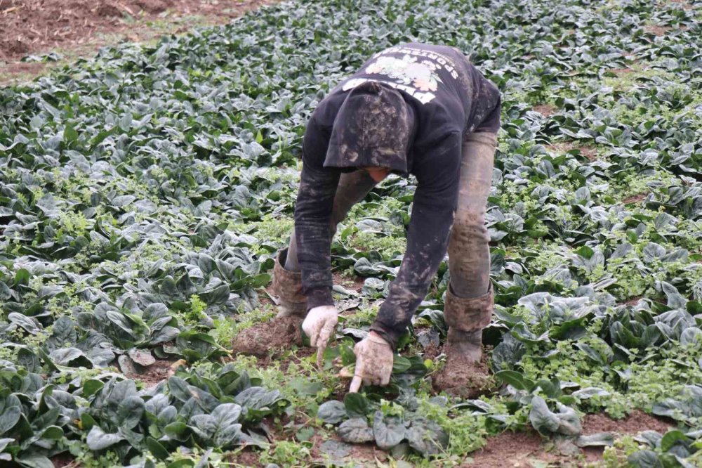 Tarlada 5, markette 10 lira