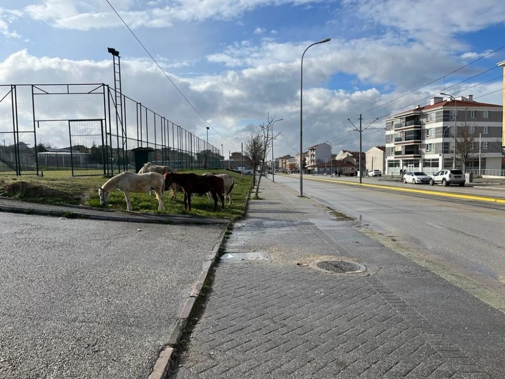 Başıboş atlar trafiği tehlikeye soktu