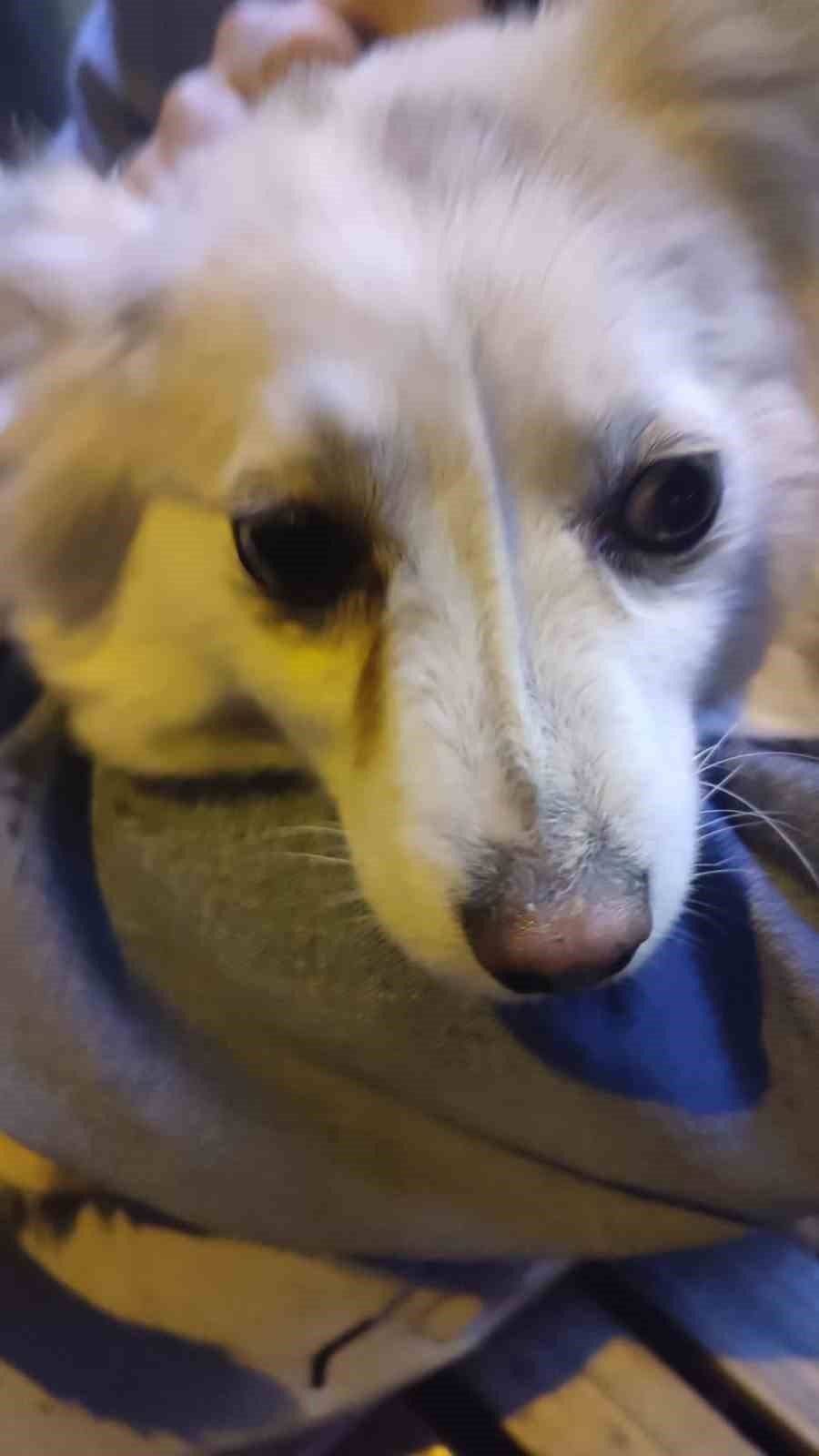 İki köpek tramvay altında kaldı