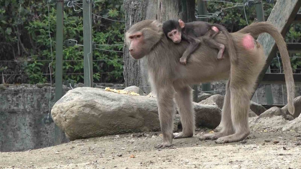 Sevimli yavruları ilgi odağı