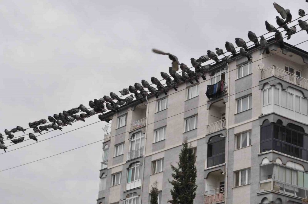 Kuşların ekmek nöbeti