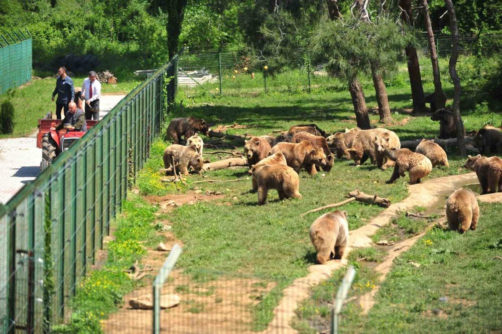 2,5 aylık sevimli ayılar barınağın yeni maskotları oldu