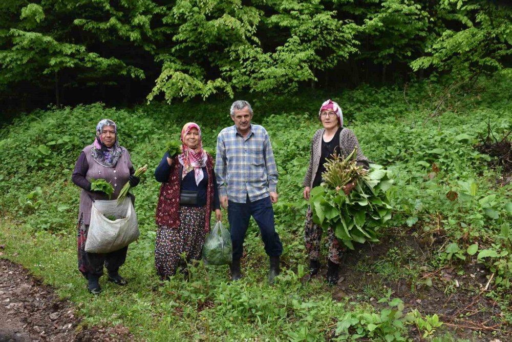 Doğal şifa deposu: ‘Kaldirik Otu’