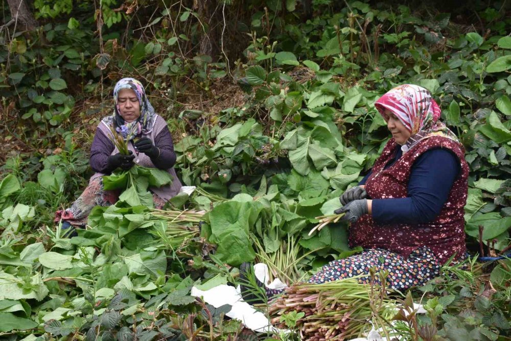 Doğal şifa deposu: ‘Kaldirik Otu’