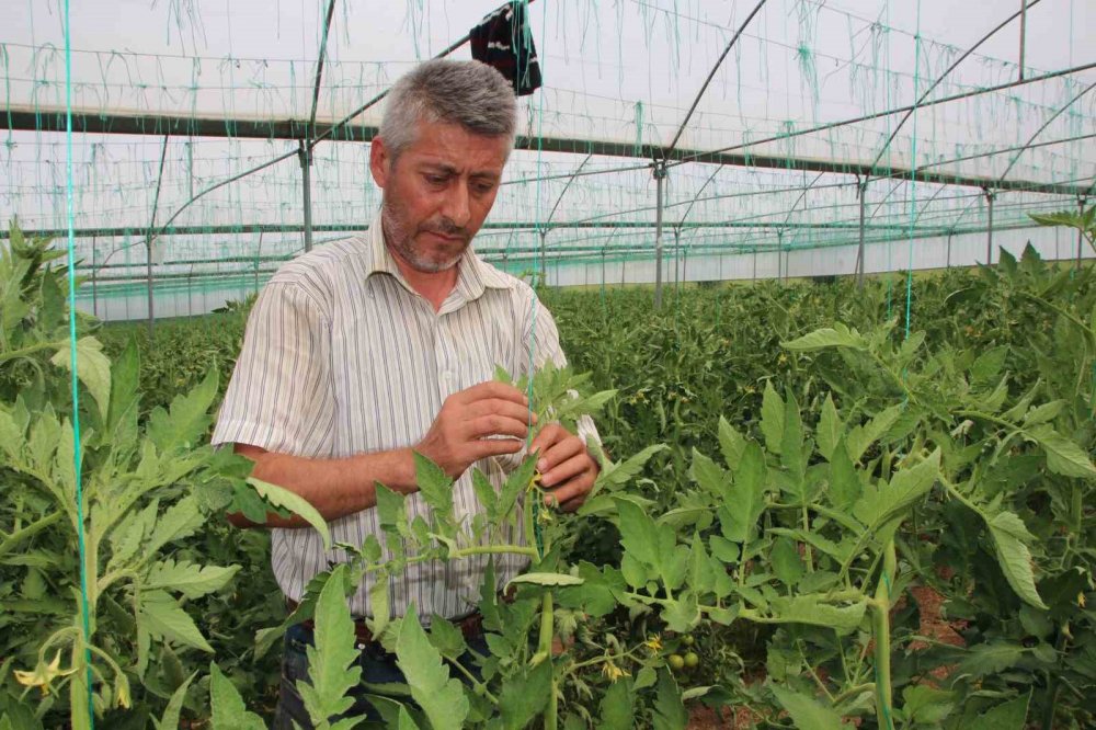 Yüzde 30’u bu bölgeden sağlanacak