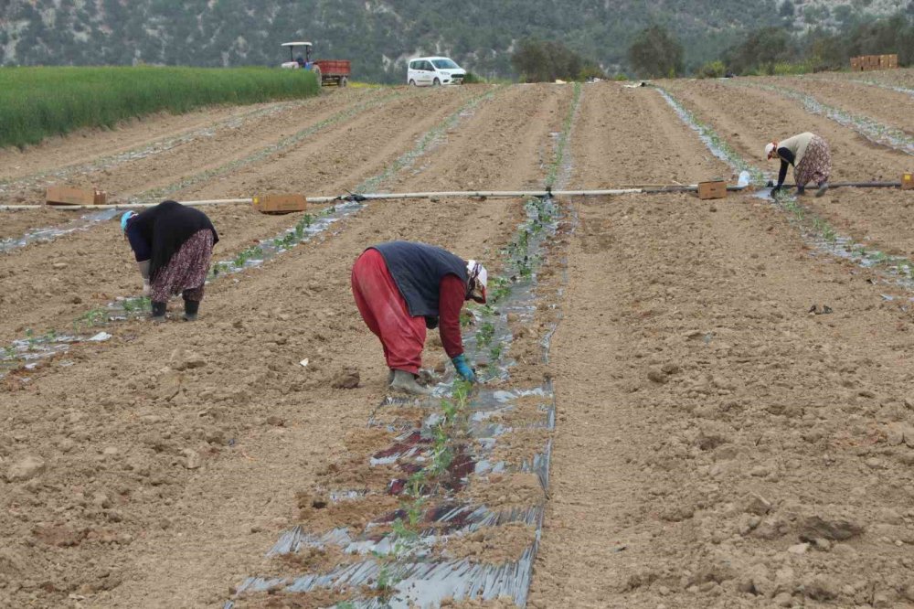 ’Osmaneli Karpuzu’nun son fideleri toprakla buluşuyor