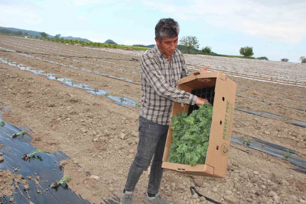 ’Osmaneli Karpuzu’nun son fideleri toprakla buluşuyor