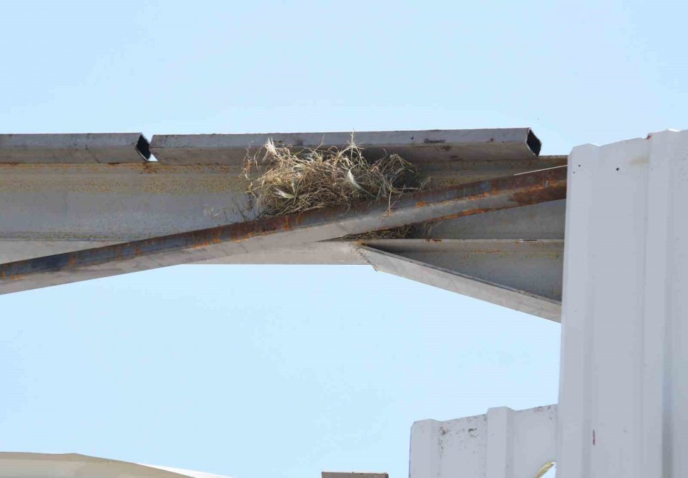 Kaçak yapı yıkımını kuş yuvası durdurdu