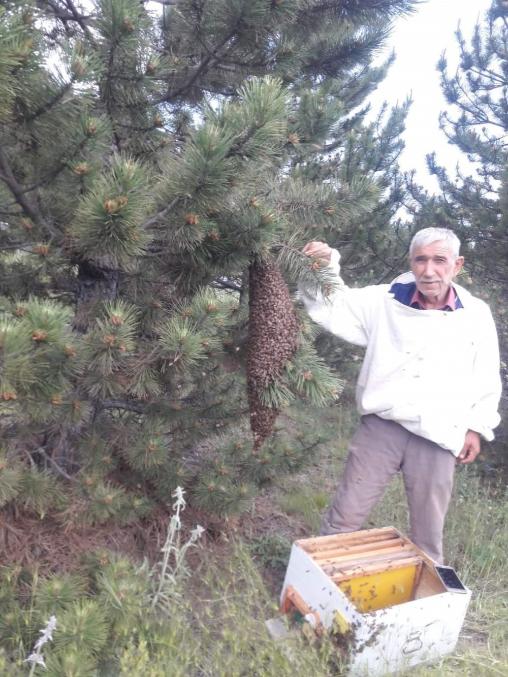 Oğul veren arılar çam ağacının üzerinde ilginç görüntü oluşturdu