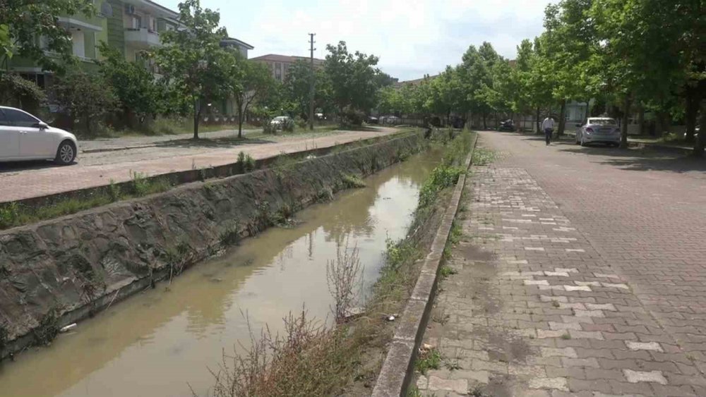 Su kanalındaki 4 kiloluk balıklar görenleri şaşırttı