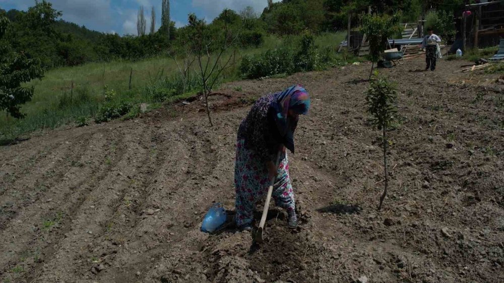 Havaların geç ısınması fide ekimini geciktirdi