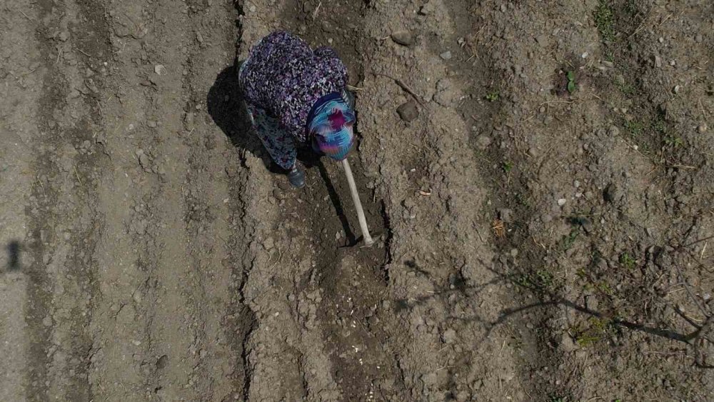 Havaların geç ısınması fide ekimini geciktirdi