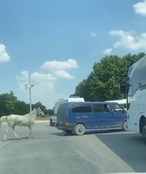 40 derecede atı aracın arkasına bağlayıp koşturdular