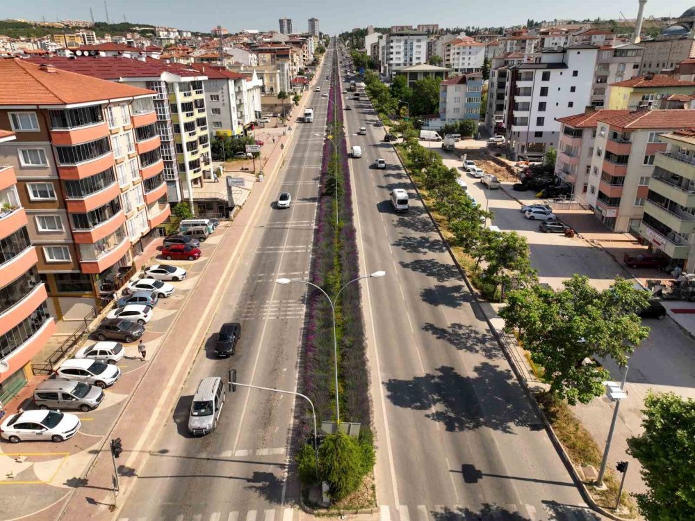 Orta refüjde açan lavantalar adeta göz kamaştırıyor