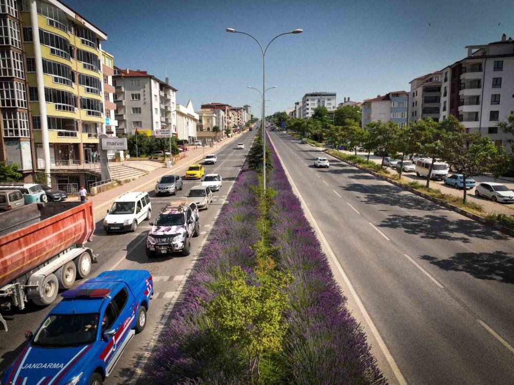 Orta refüjde açan lavantalar adeta göz kamaştırıyor