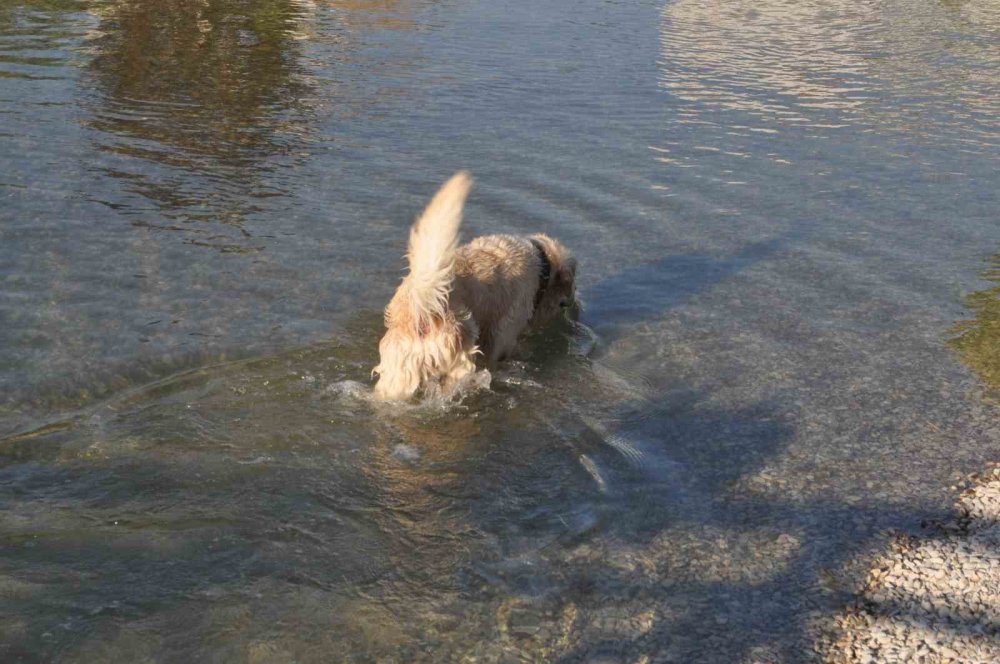 Köpek çözümü süs havuzunda buldu