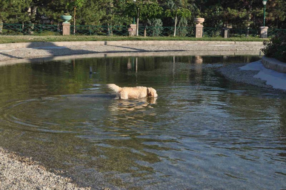 Köpek çözümü süs havuzunda buldu