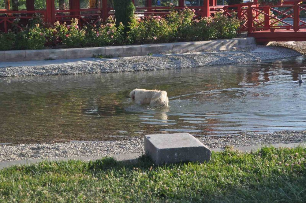 Köpek çözümü süs havuzunda buldu