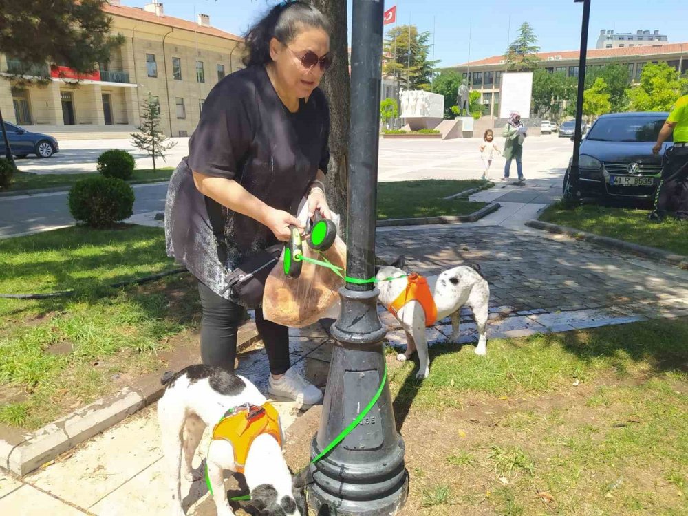 Çim sulama hortumuyla köpeklerini serinletti