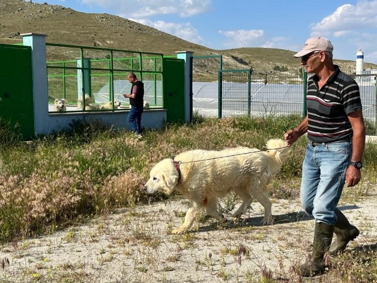 Koruma altındaki Sivrihisar akbaşlarının üreme dönemi başladı