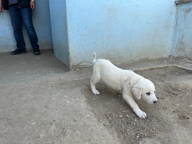 Koruma altındaki Sivrihisar akbaşlarının üreme dönemi başladı