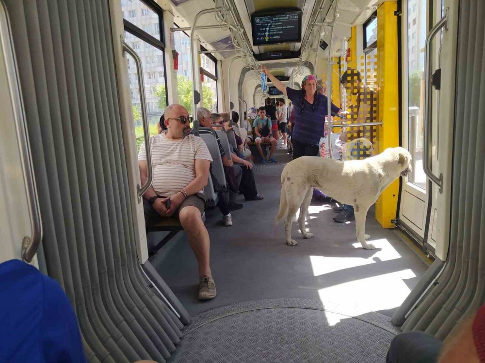 Sıcaktan Bunalan Sokak Köpeği Serinlemek İçin Tramvayda Yolculuk Yaptı
