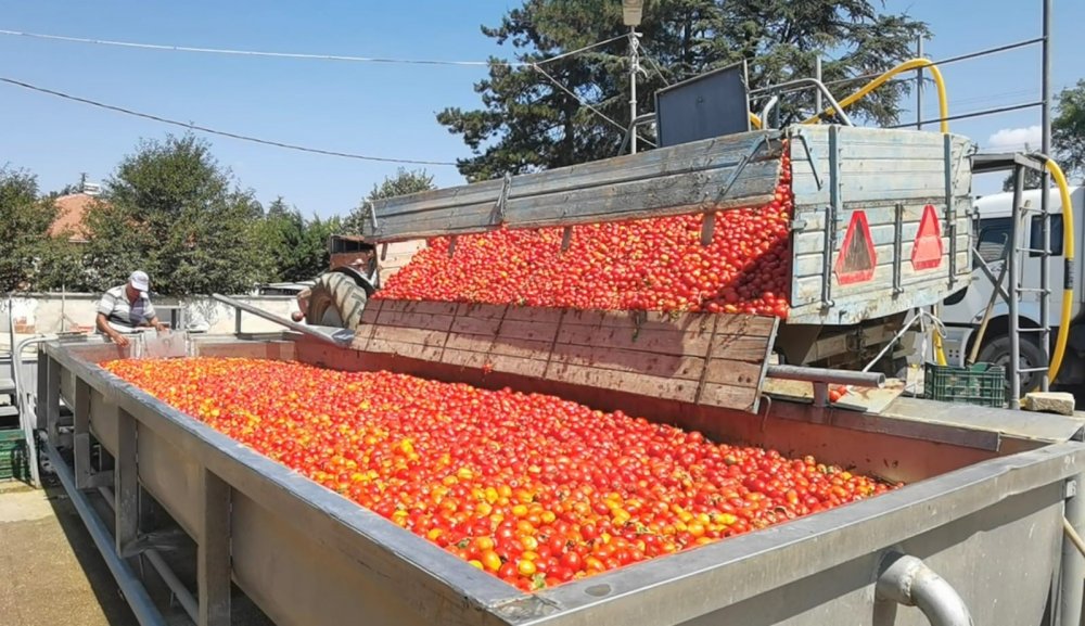 Kadınların Ürettiği Biber Salçası Hollanda’ya İhraç Edilecek