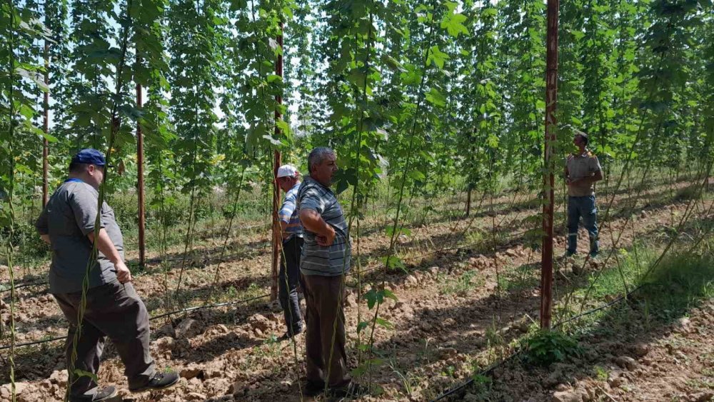 Şerbetçiotu Tarlaları Hasat Öncesi Kontrol Edildi