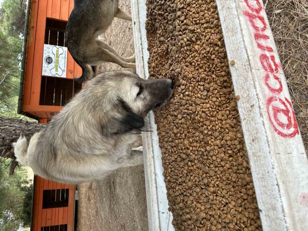Sokak Hayvanları İçin Yüzlerce Kilo Mama Topladılar