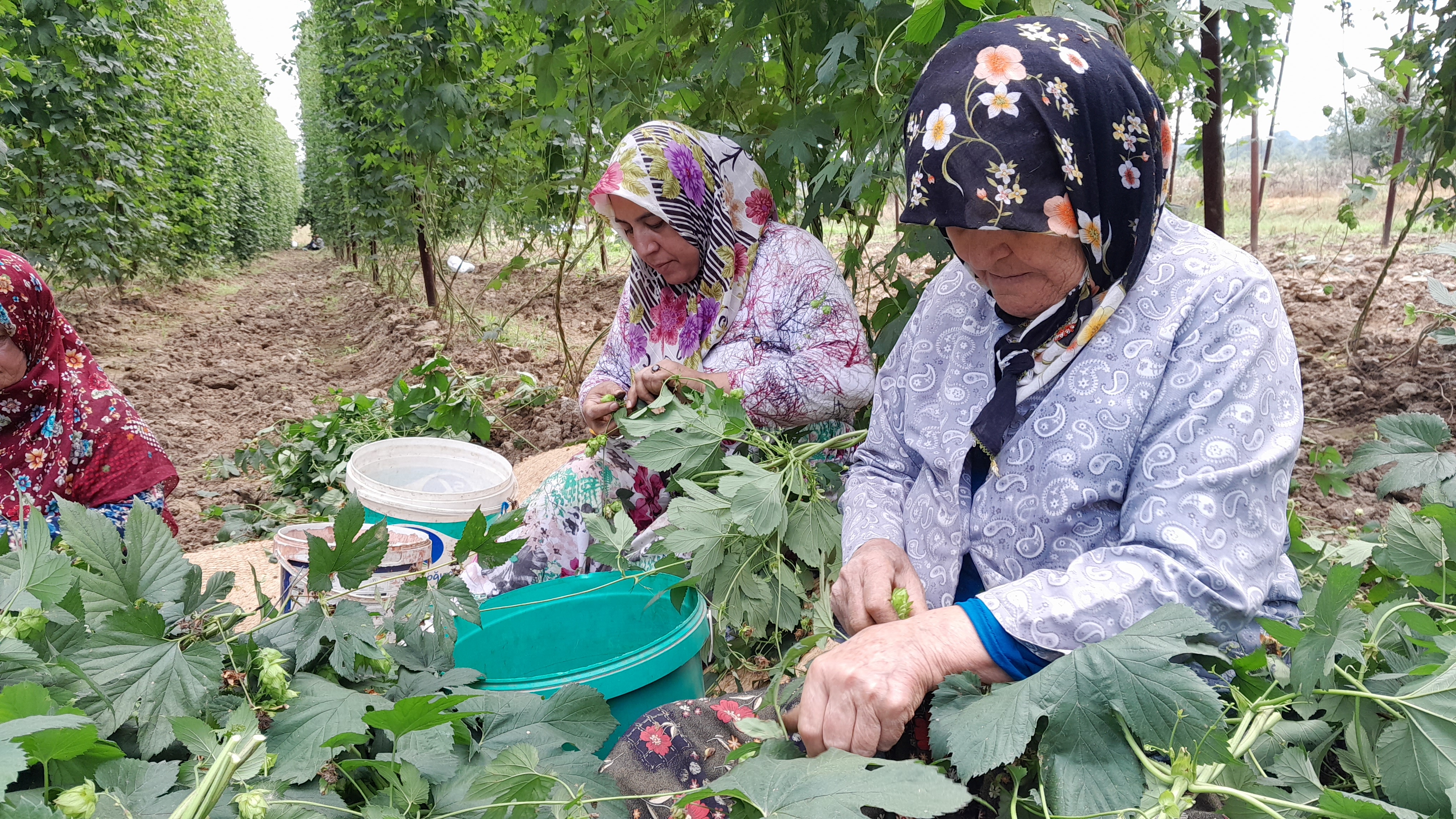 turkiyede-sadece-bilecikte-uretiliyor-serbetci-otu-hasadi-basladi.jpg