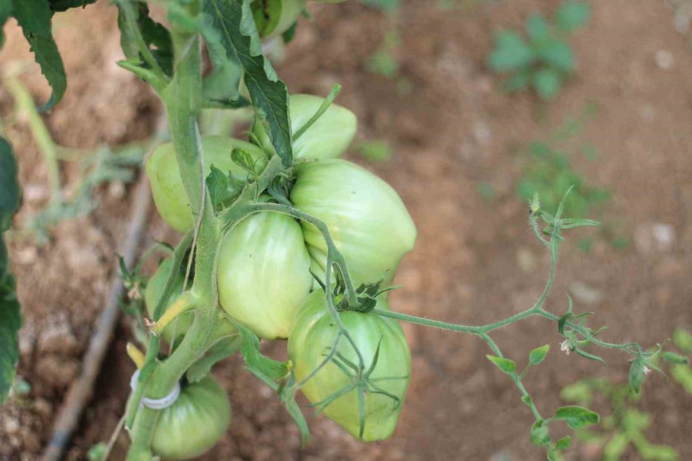 Bu Yılın Hedefi 1,8 Kilogramlık Domates