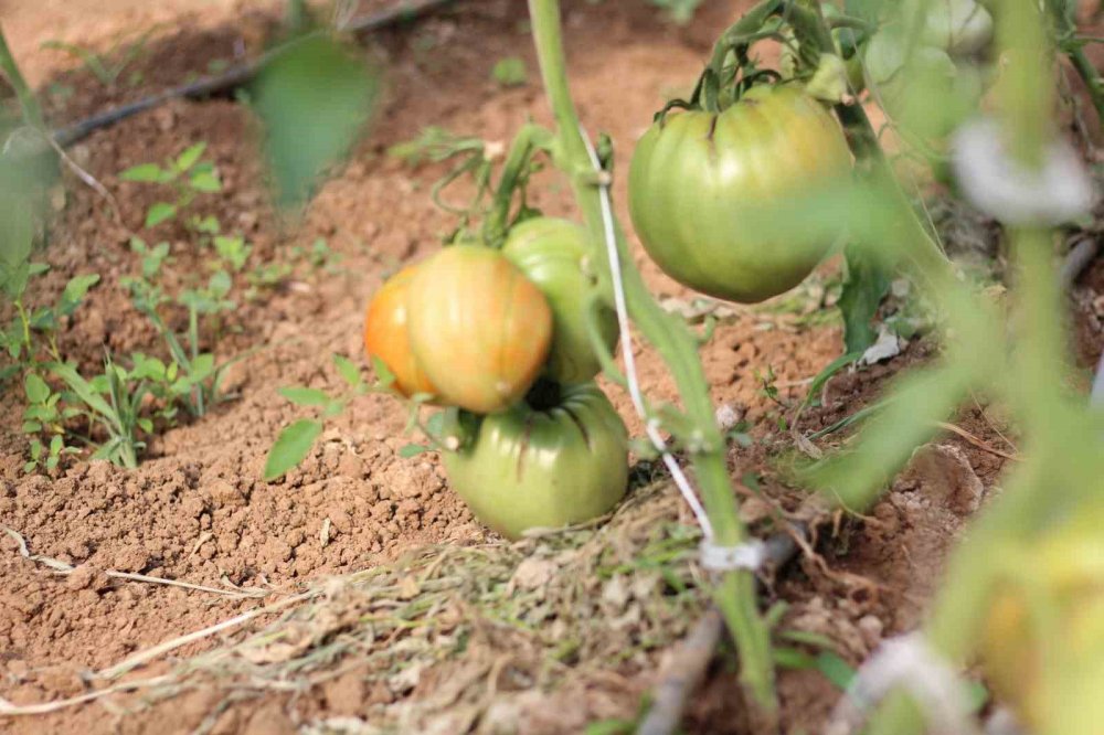 Bu Yılın Hedefi 1,8 Kilogramlık Domates