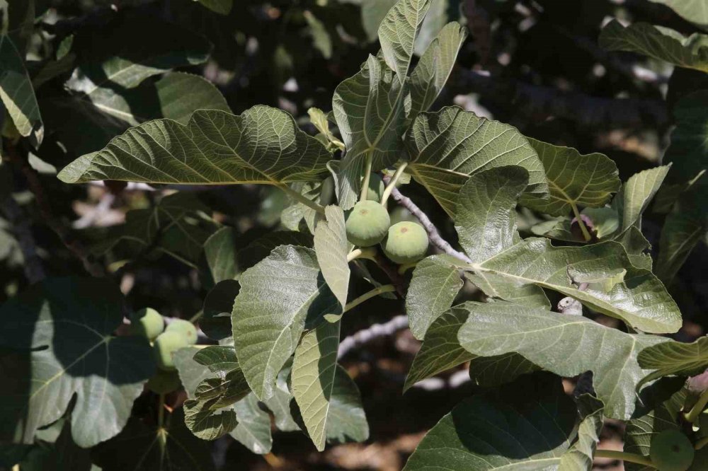 Siyah İncirde Hasat Zamanı