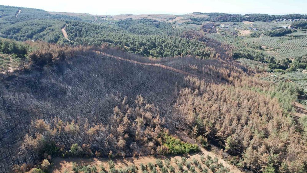 25 Hektar Alan Yeniden Ağaçlandırılacak